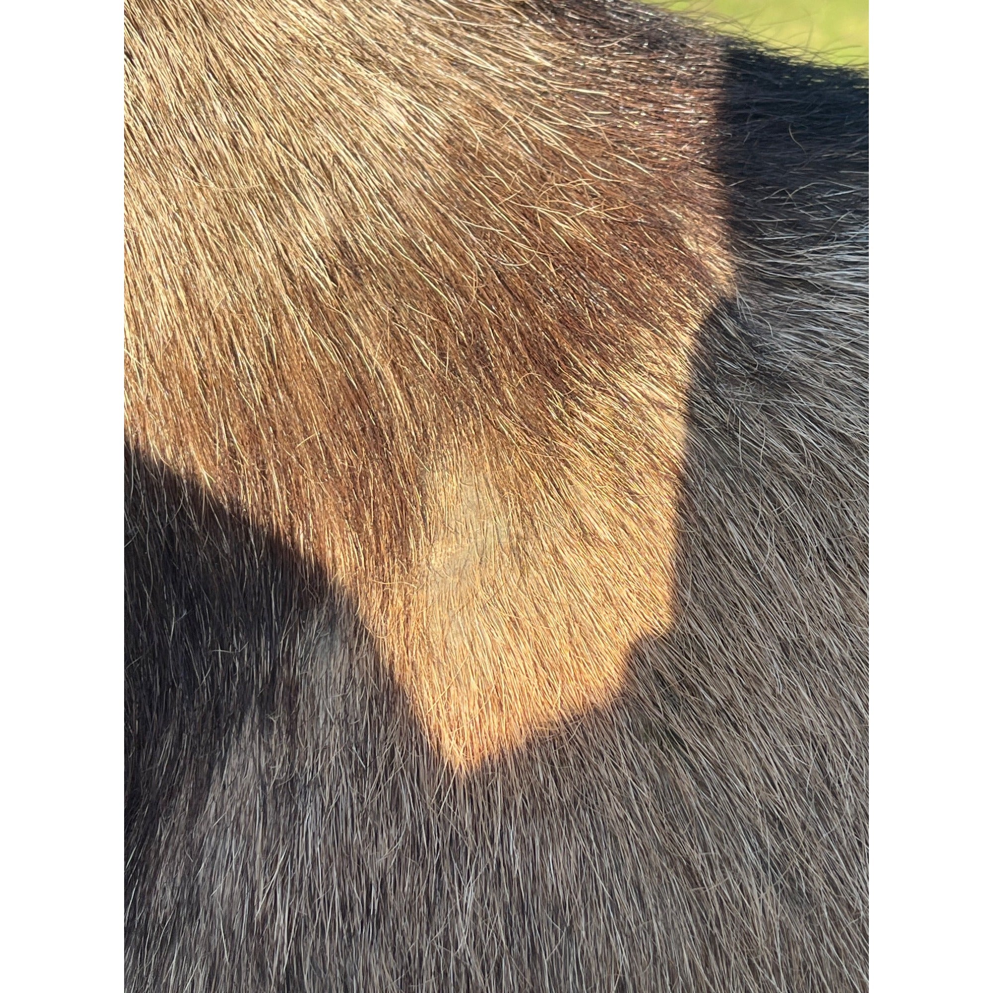 Horned Ram Taxidermy Shoulder Mount Hunting Wall Decor Log Cabin