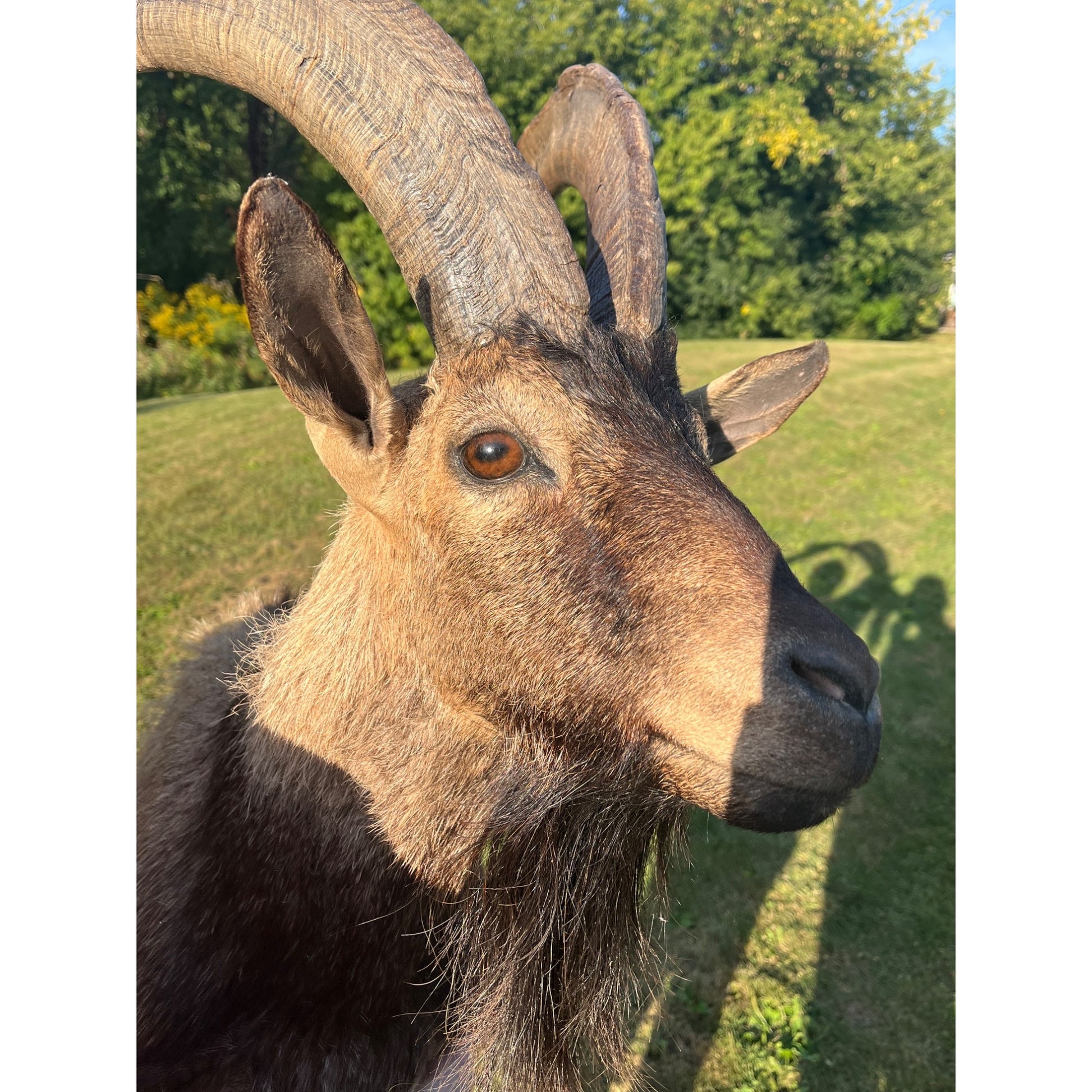 Horned Ram Taxidermy Shoulder Mount Hunting Wall Decor Log Cabin