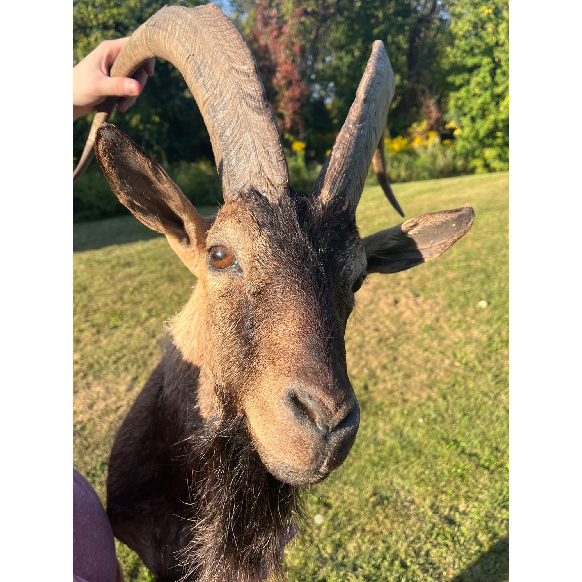 Horned Ram Taxidermy Shoulder Mount Hunting Wall Decor Log Cabin