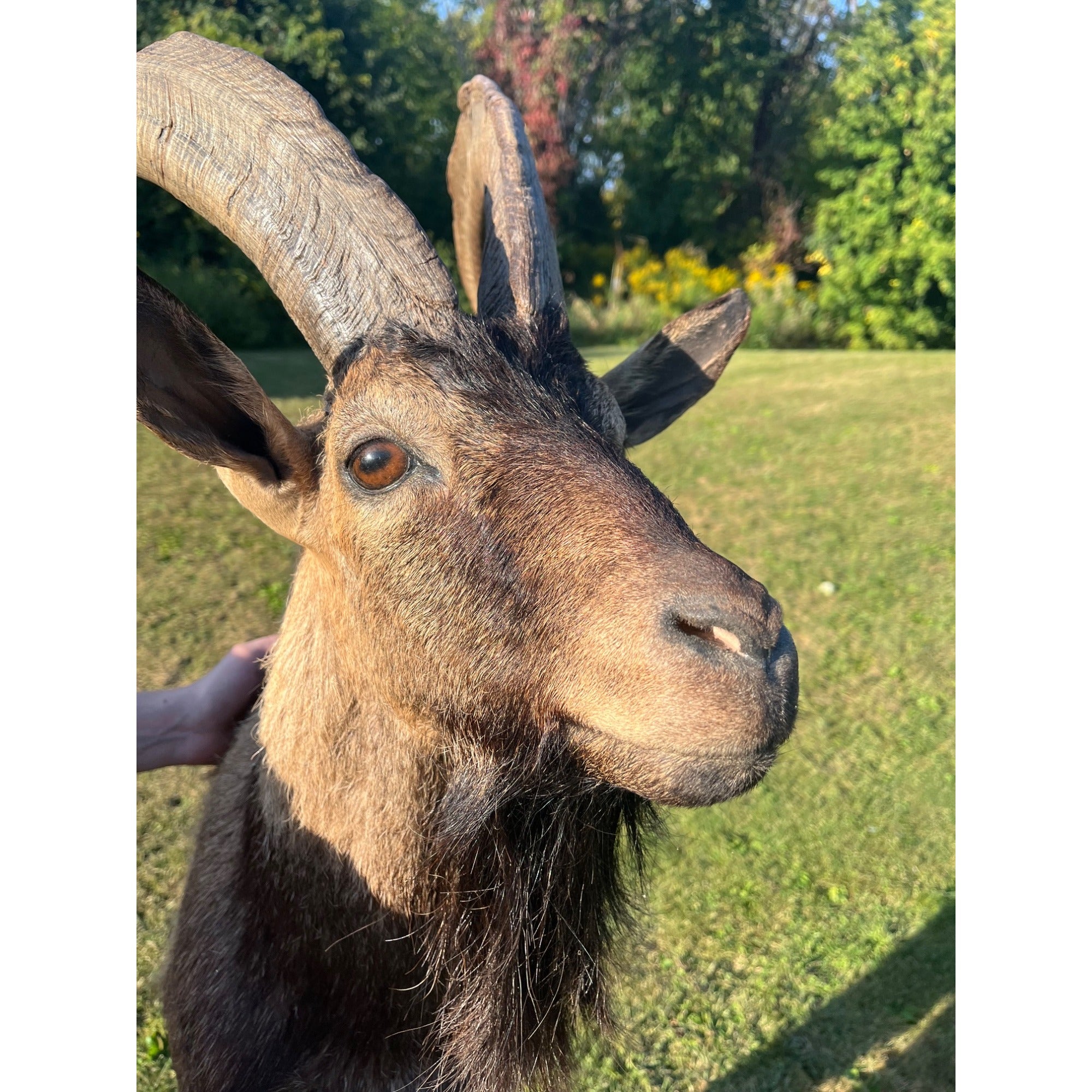 Horned Ram Taxidermy Shoulder Mount Hunting Wall Decor Log Cabin