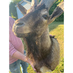 Horned Ram Taxidermy Shoulder Mount Hunting Wall Decor Log Cabin