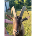 Horned Ram Taxidermy Shoulder Mount Hunting Wall Decor Log Cabin