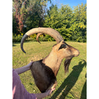 Horned Ram Taxidermy Shoulder Mount Hunting Wall Decor Log Cabin