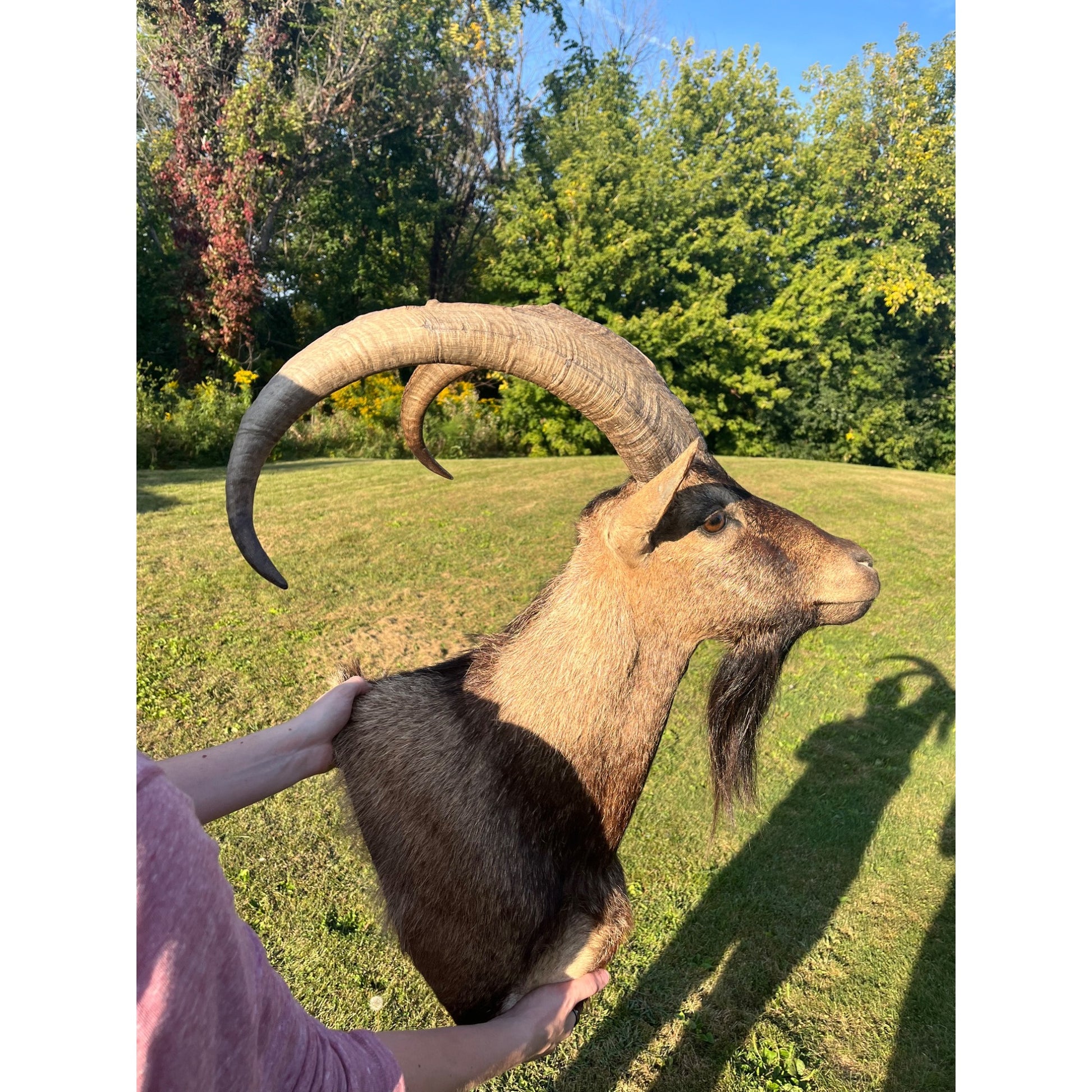 Horned Ram Taxidermy Shoulder Mount Hunting Wall Decor Log Cabin