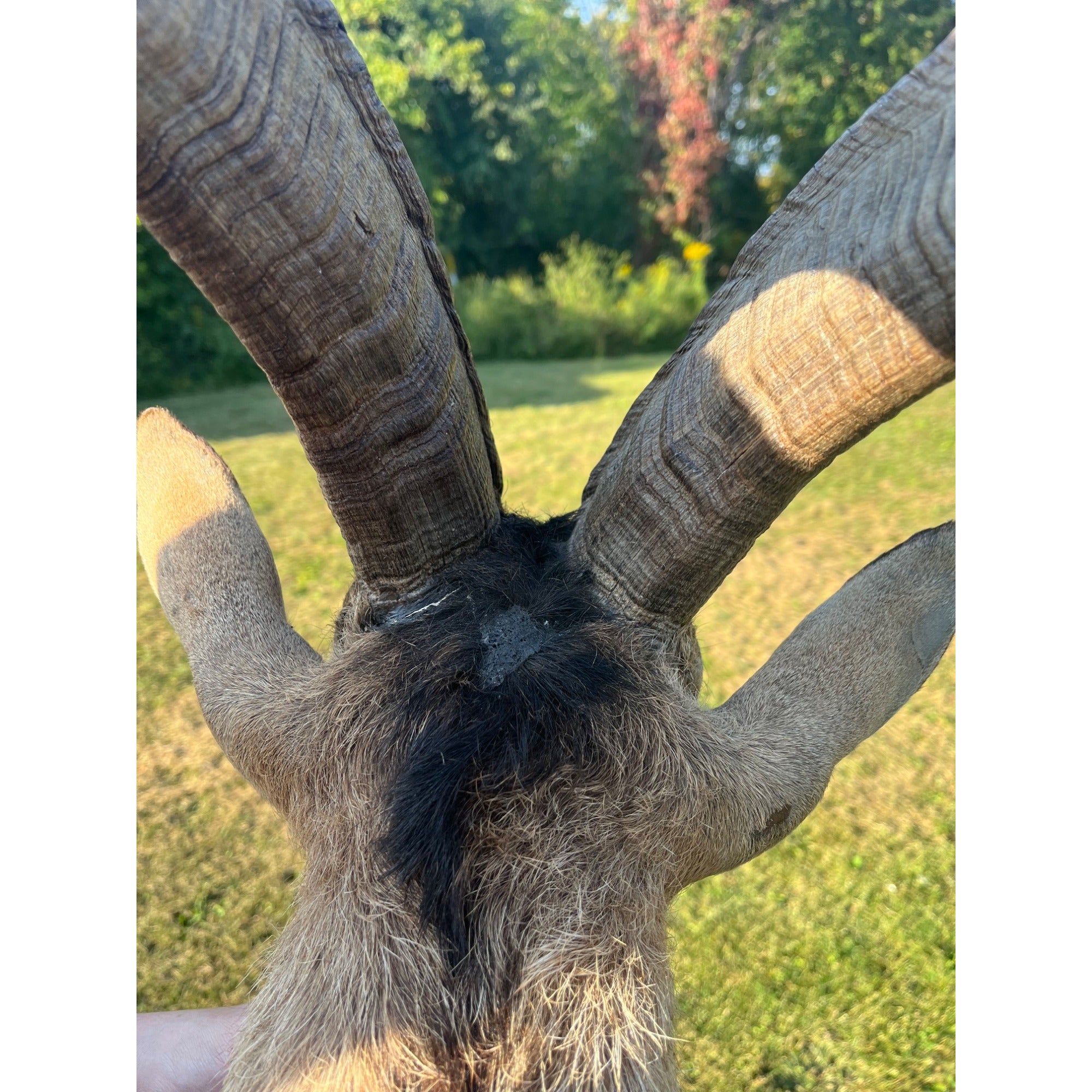 Horned Ram Taxidermy Shoulder Mount Hunting Wall Decor Log Cabin