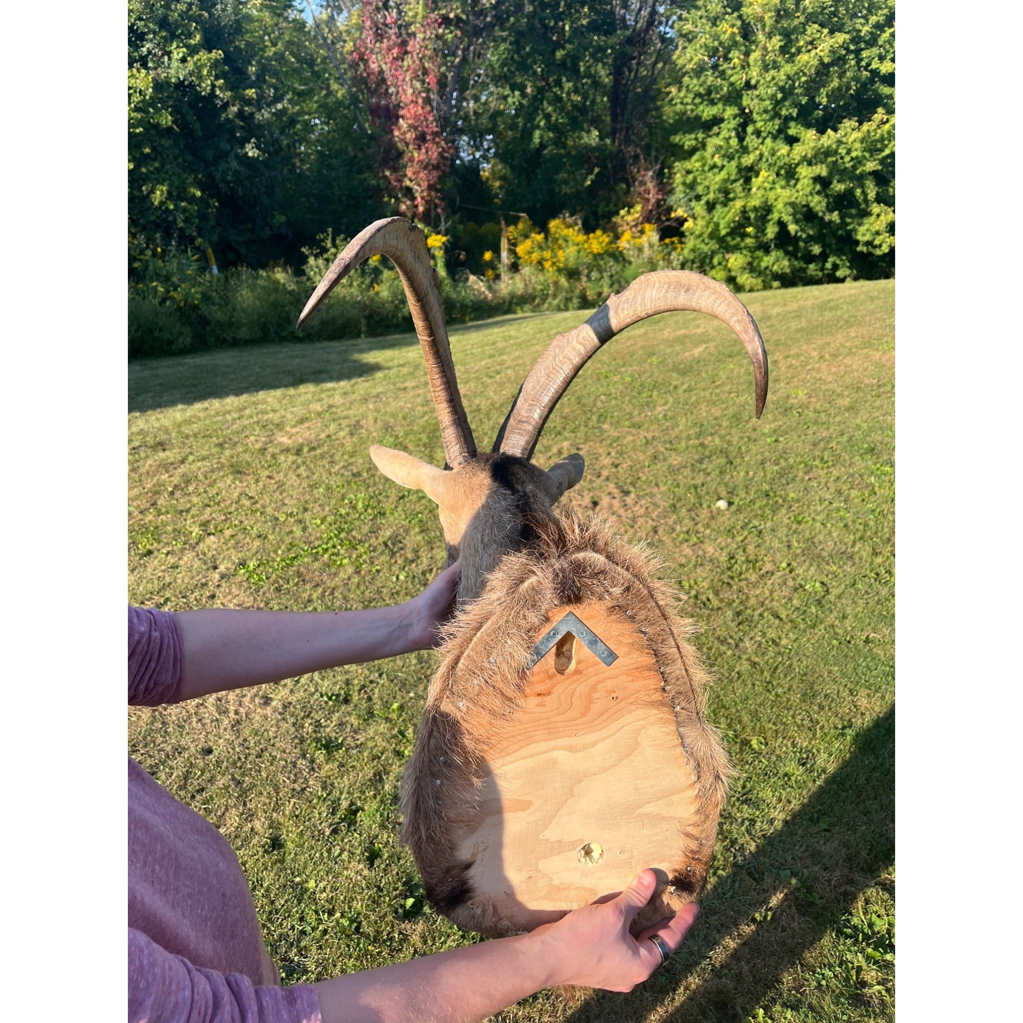 Horned Ram Taxidermy Shoulder Mount Hunting Wall Decor Log Cabin