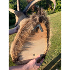 Horned Ram Taxidermy Shoulder Mount Hunting Wall Decor Log Cabin