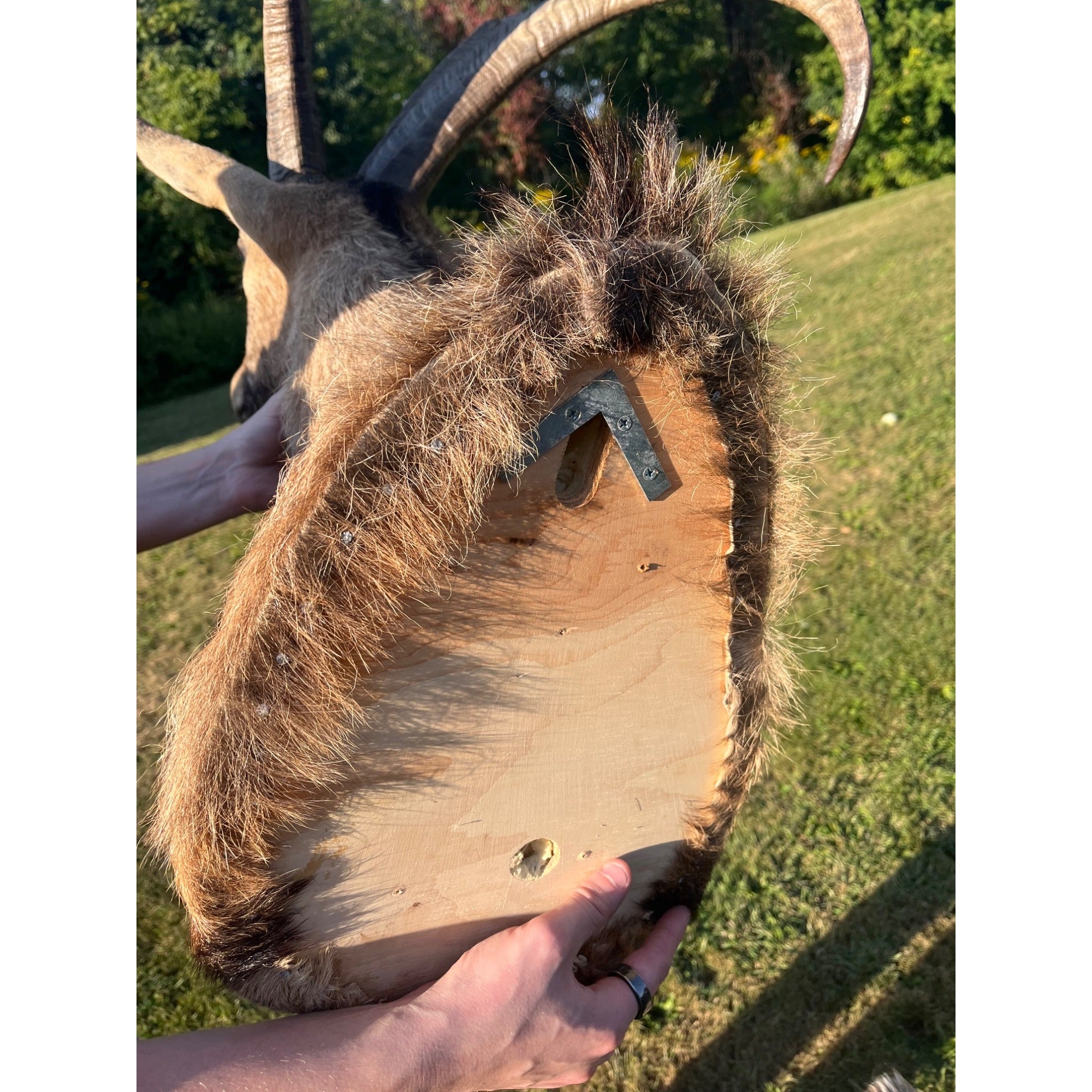 Horned Ram Taxidermy Shoulder Mount Hunting Wall Decor Log Cabin