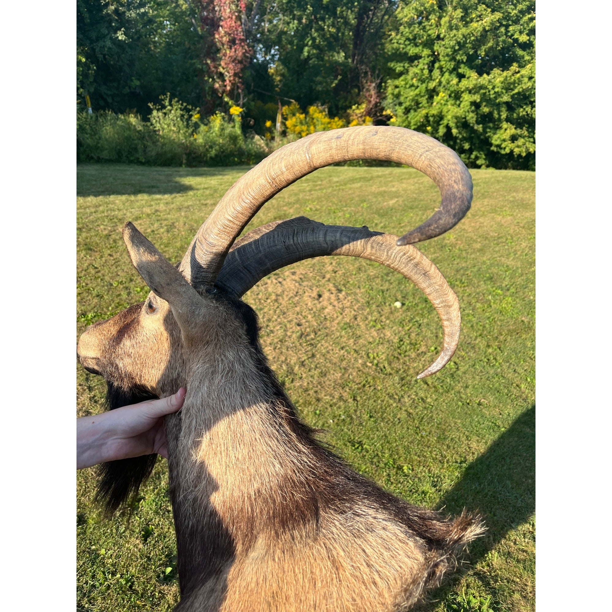 Horned Ram Taxidermy Shoulder Mount Hunting Wall Decor Log Cabin