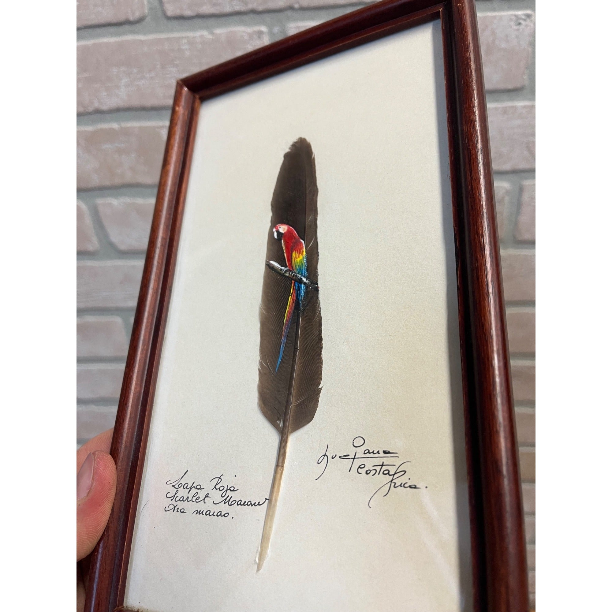 Vintage Painted Scarlet Macaw Feather Painting Framed Arara Roja Tropical Bird Signed