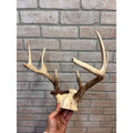 Vintage 1950s Whitetail Deer Buck Antler Mount Skull Cap w/ Wisconsin Tag 8pt