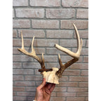 Vintage 1950s Whitetail Deer Buck Antler Mount Skull Cap w/ Wisconsin Tag 8pt