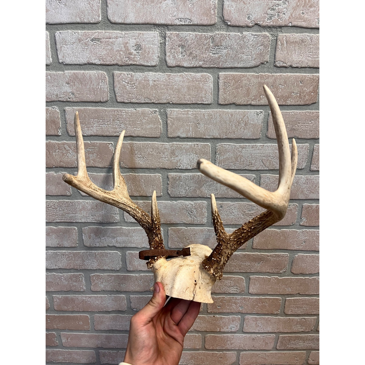 Vintage 1950s Whitetail Deer Buck Antler Mount Skull Cap w/ Wisconsin Tag 8pt