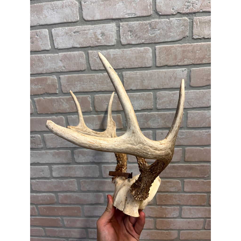 Vintage 1950s Whitetail Deer Buck Antler Mount Skull Cap w/ Wisconsin Tag 8pt