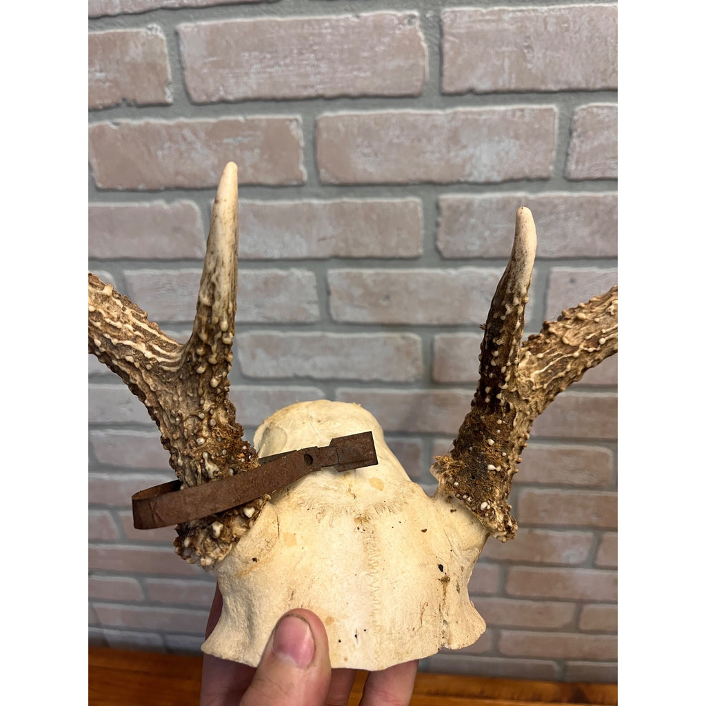 Vintage 1950s Whitetail Deer Buck Antler Mount Skull Cap w/ Wisconsin Tag 8pt
