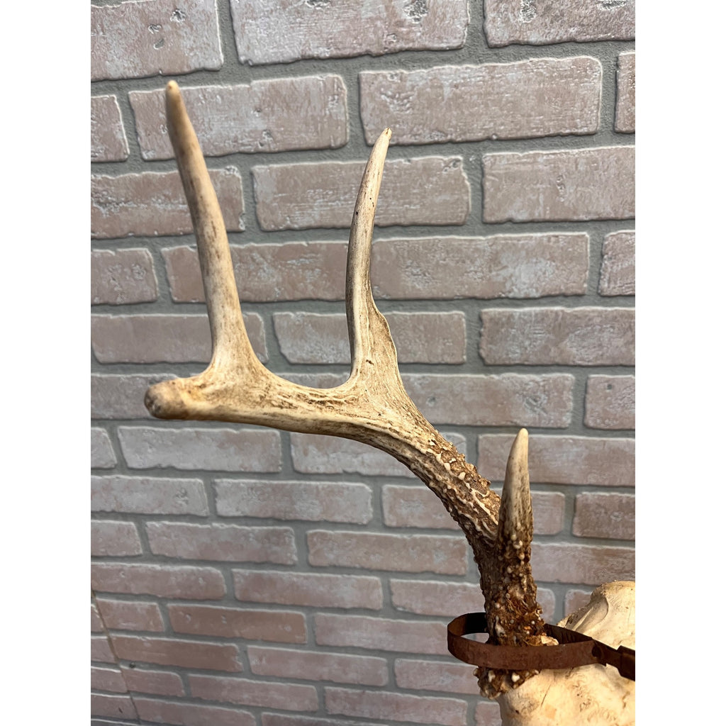 Vintage 1950s Whitetail Deer Buck Antler Mount Skull Cap w/ Wisconsin Tag 8pt