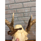 Vintage 1950s Whitetail Deer Buck Antler Mount Skull Cap w/ Wisconsin Tag 8pt