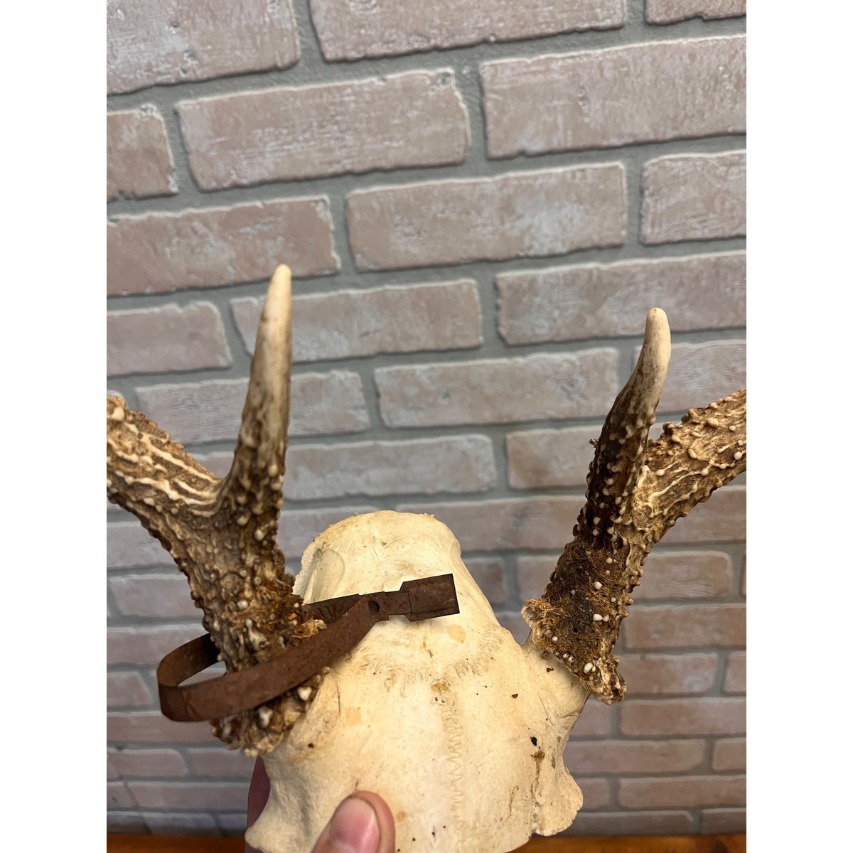 Vintage 1950s Whitetail Deer Buck Antler Mount Skull Cap w/ Wisconsin Tag 8pt