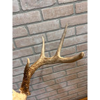 Vintage 1950s Whitetail Deer Buck Antler Mount Skull Cap w/ Wisconsin Tag 8pt