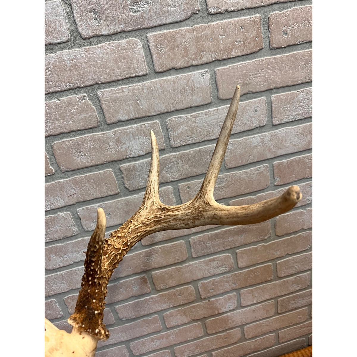 Vintage 1950s Whitetail Deer Buck Antler Mount Skull Cap w/ Wisconsin Tag 8pt