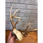 Vintage 1950s Whitetail Deer Buck Antler Mount Skull Cap w/ Wisconsin Tag 8pt