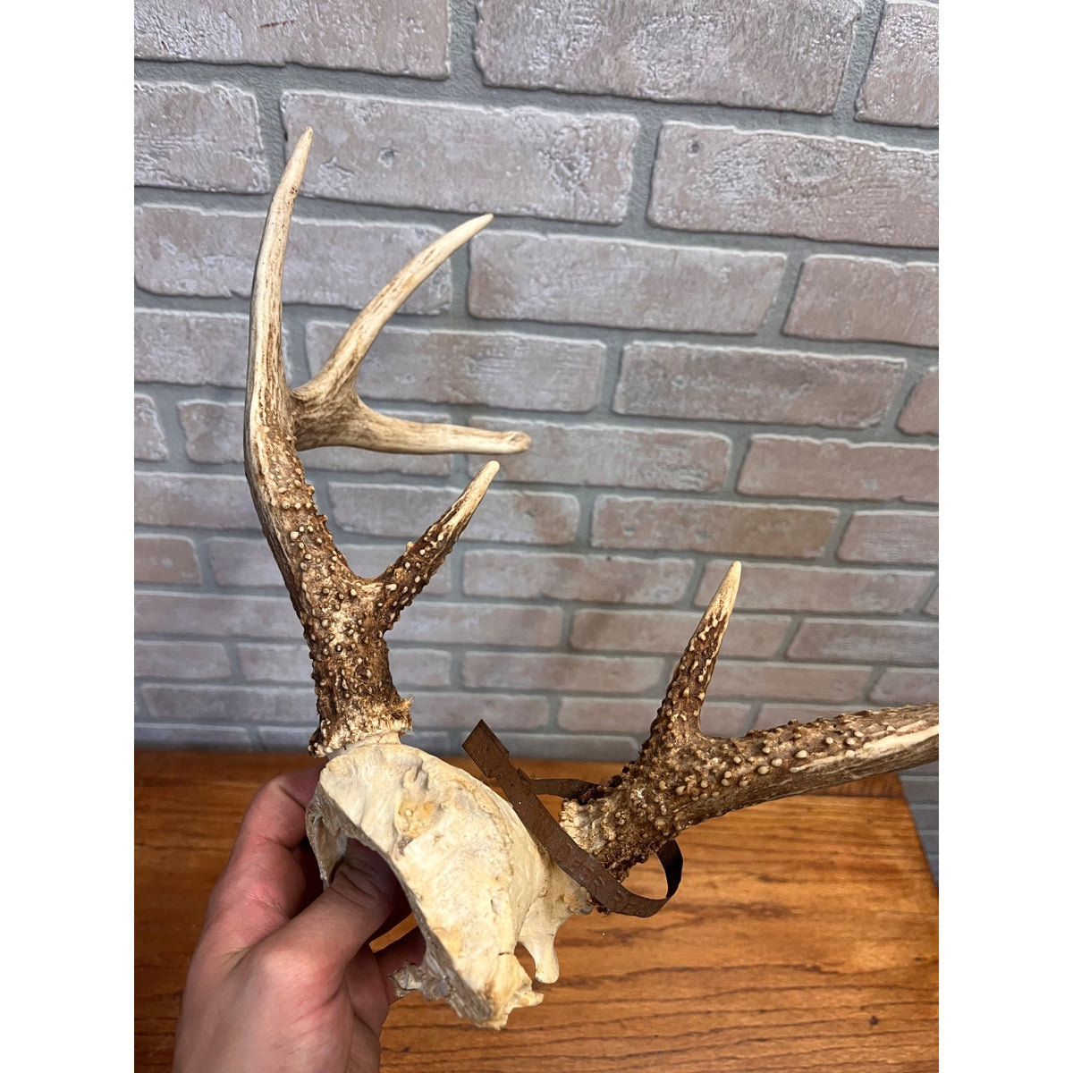 Vintage 1950s Whitetail Deer Buck Antler Mount Skull Cap w/ Wisconsin Tag 8pt