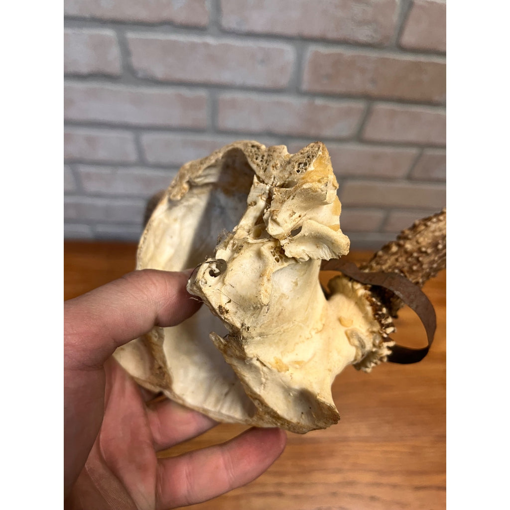 Vintage 1950s Whitetail Deer Buck Antler Mount Skull Cap w/ Wisconsin Tag 8pt