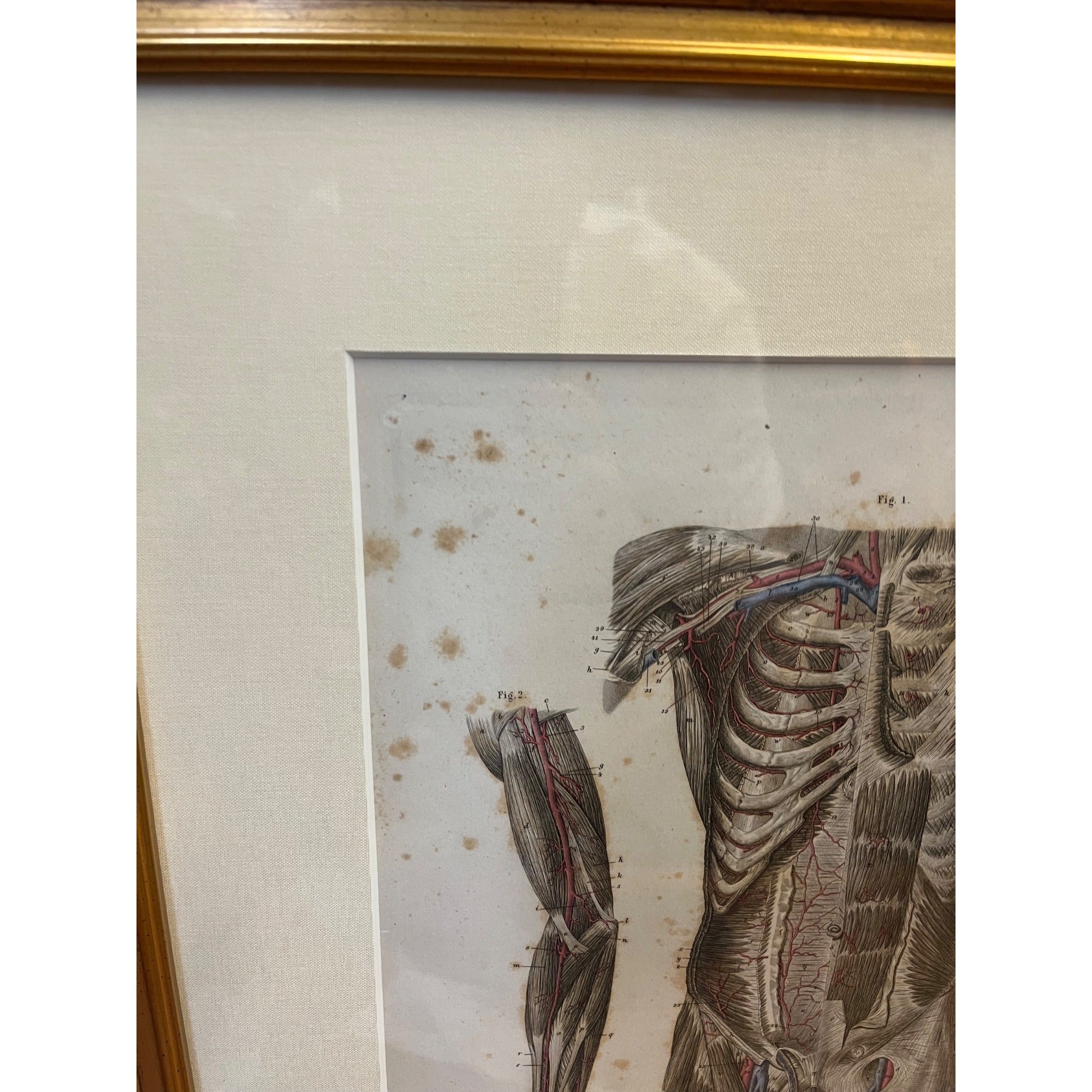 Antique c1870 Hand Colored Human Anatomy Steel Engraving Framed Medical Hirschfield C.E. Bock Atlas