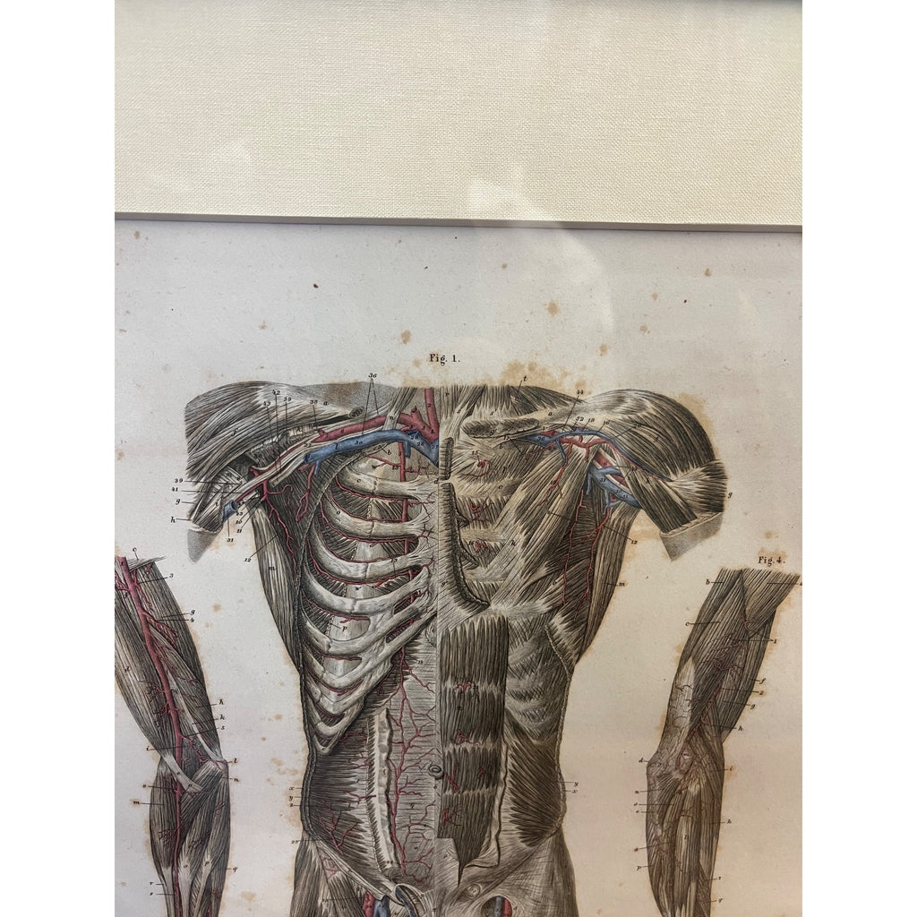 Antique c1870 Hand Colored Human Anatomy Steel Engraving Framed Medical Hirschfield C.E. Bock Atlas
