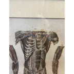 Antique c1870 Hand Colored Human Anatomy Steel Engraving Framed Medical Hirschfield C.E. Bock Atlas
