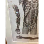 Antique c1870 Hand Colored Human Anatomy Steel Engraving Framed Medical Hirschfield C.E. Bock Atlas