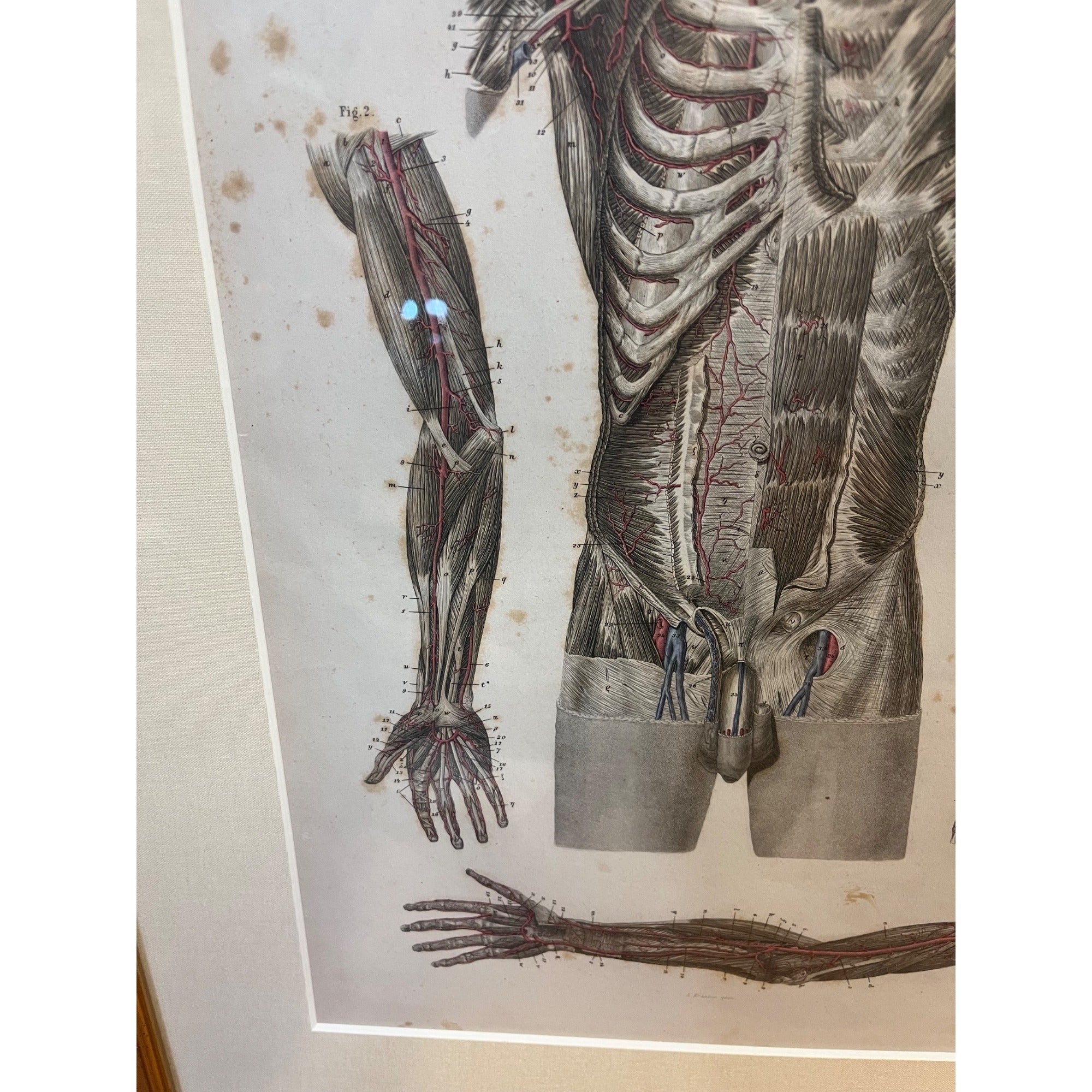 Antique c1870 Hand Colored Human Anatomy Steel Engraving Framed Medical Hirschfield C.E. Bock Atlas