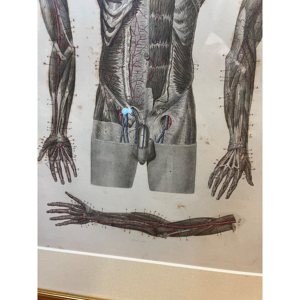 Antique c1870 Hand Colored Human Anatomy Steel Engraving Framed Medical Hirschfield C.E. Bock Atlas