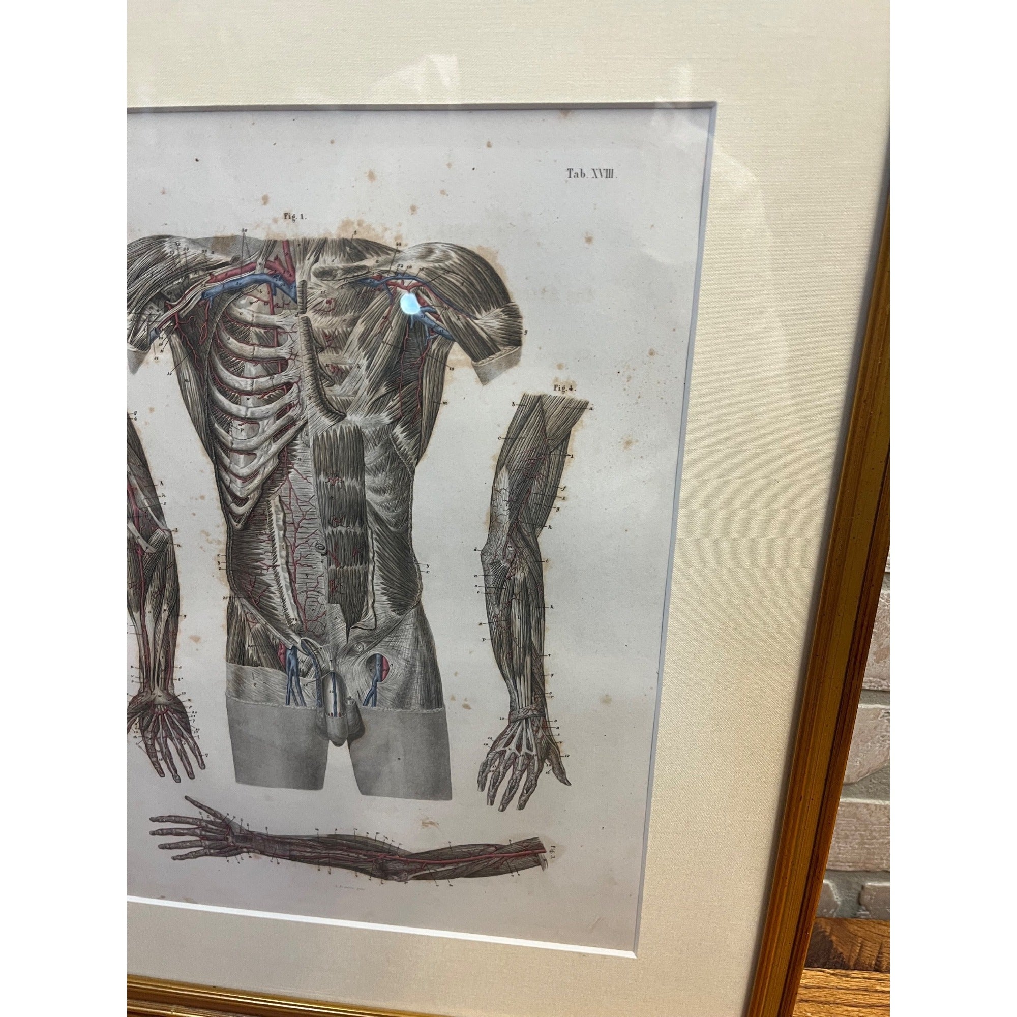 Antique c1870 Hand Colored Human Anatomy Steel Engraving Framed Medical Hirschfield C.E. Bock Atlas
