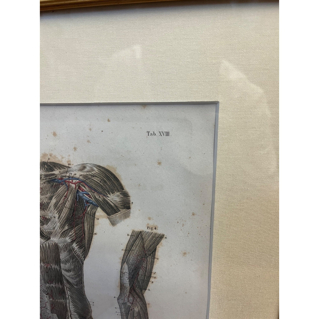 Antique c1870 Hand Colored Human Anatomy Steel Engraving Framed Medical Hirschfield C.E. Bock Atlas