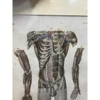 Antique c1870 Hand Colored Human Anatomy Steel Engraving Framed Medical Hirschfield C.E. Bock Atlas