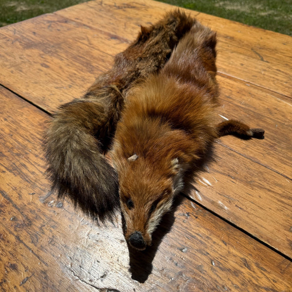 Vintage Genuine Red Fox Fur Full-Length Cabin Lodge Decor Pelt
