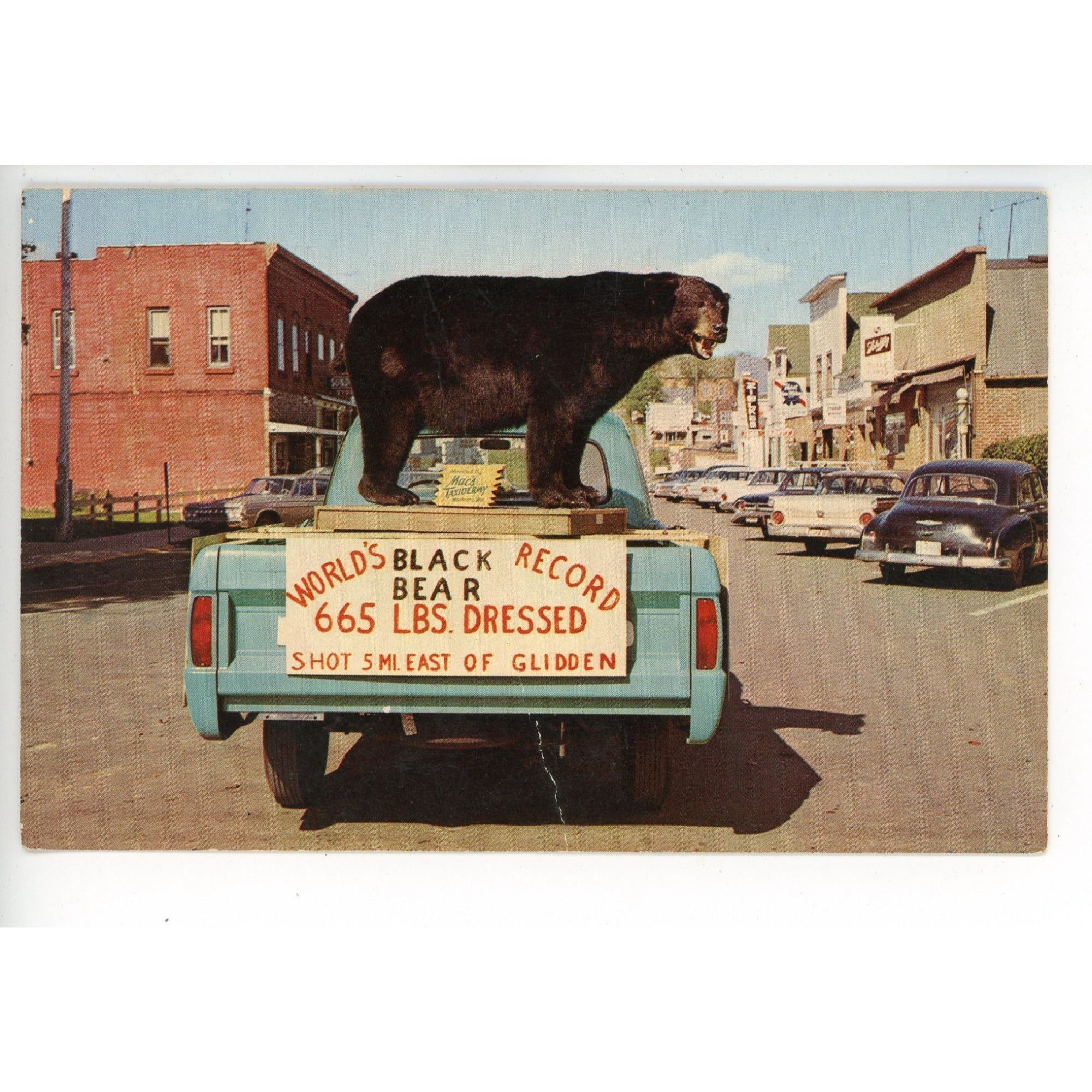 Vintage Glidden Wis Largest BLack bear Hunting Northern Wisconsin Postcard Eau Claire