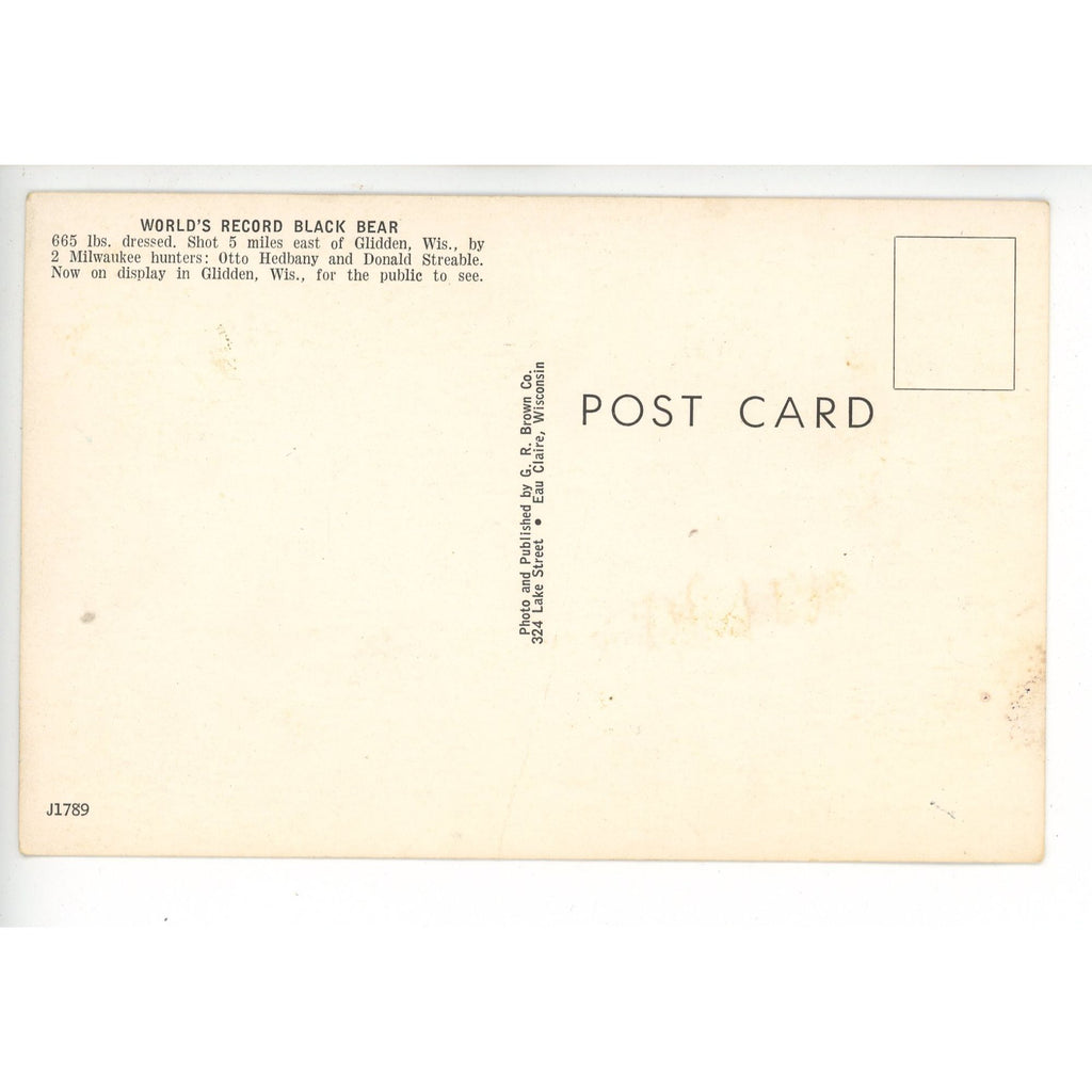 Vintage Glidden Wis Largest BLack bear Hunting Northern Wisconsin Postcard Eau Claire
