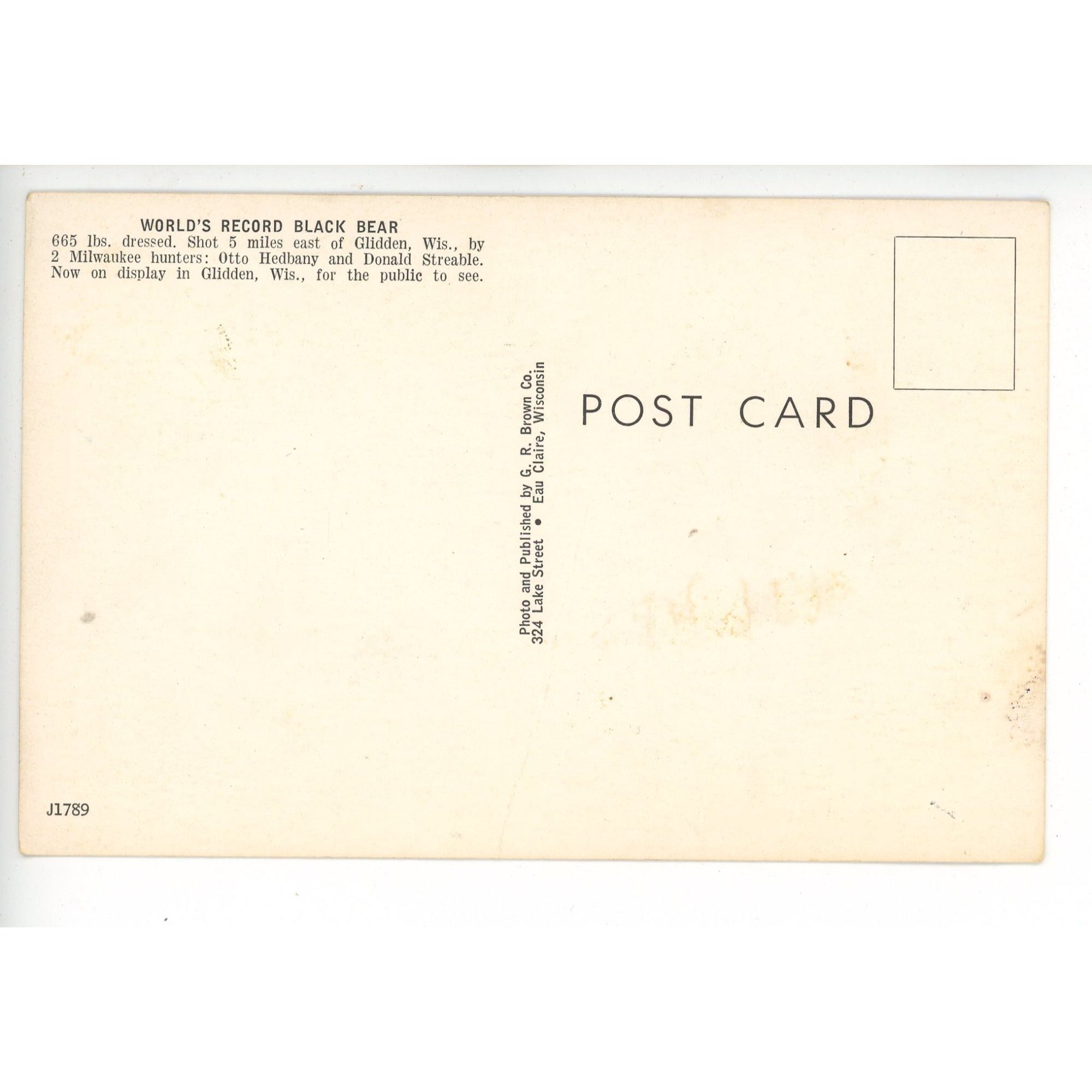 Vintage Glidden Wis Largest BLack bear Hunting Northern Wisconsin Postcard Eau Claire