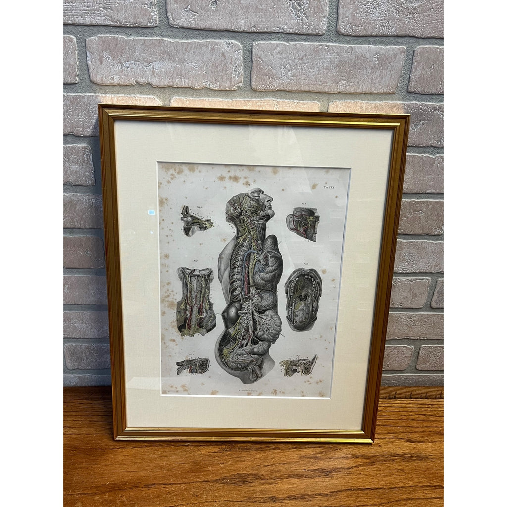 Antique c1870 Hand Colored Human Anatomy Steel Engraving Framed Medical Hirschfield C.E. Bock Atlas