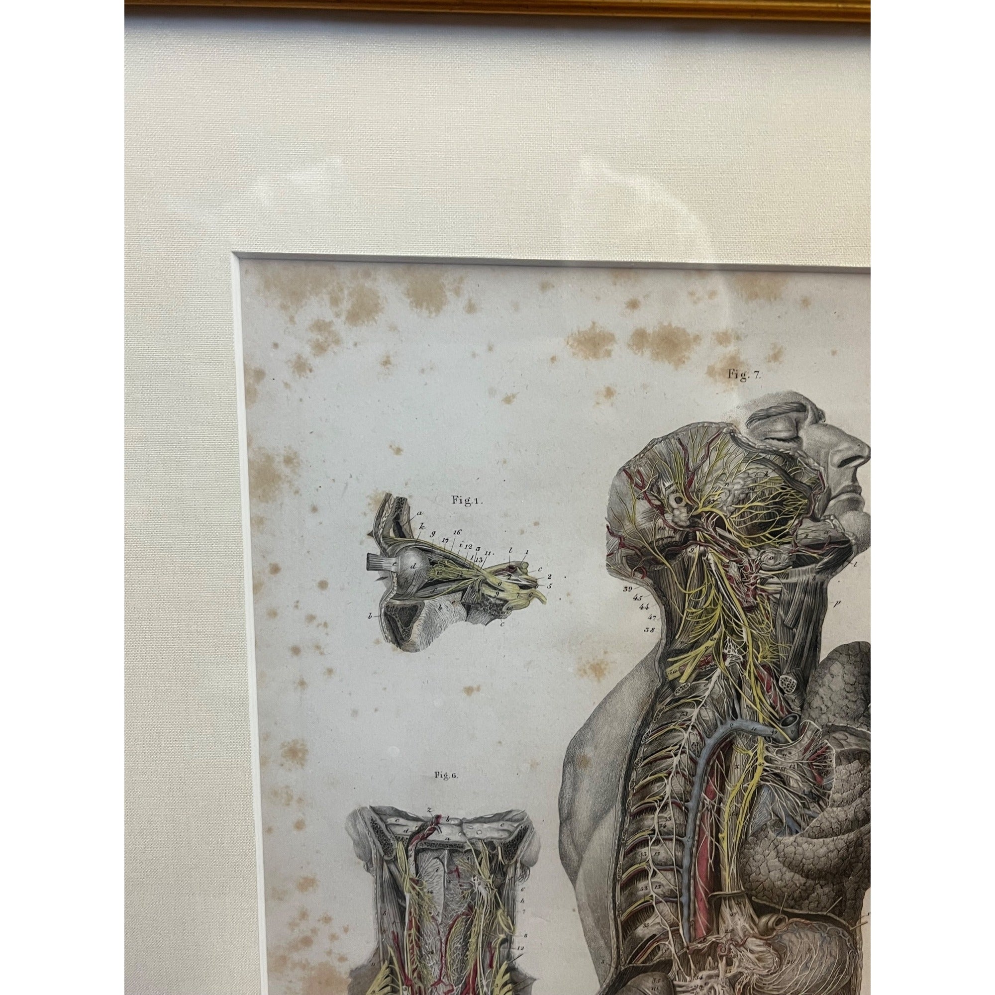 Antique c1870 Hand Colored Human Anatomy Steel Engraving Framed Medical Hirschfield C.E. Bock Atlas