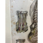 Antique c1870 Hand Colored Human Anatomy Steel Engraving Framed Medical Hirschfield C.E. Bock Atlas