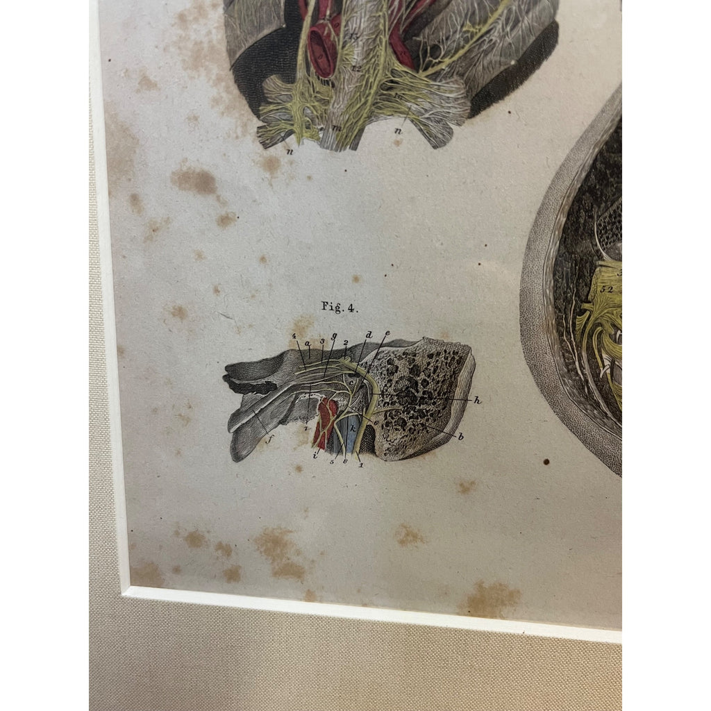 Antique c1870 Hand Colored Human Anatomy Steel Engraving Framed Medical Hirschfield C.E. Bock Atlas