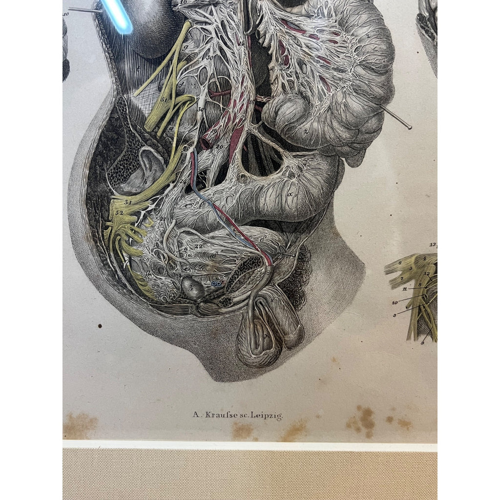 Antique c1870 Hand Colored Human Anatomy Steel Engraving Framed Medical Hirschfield C.E. Bock Atlas