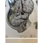 Antique c1870 Hand Colored Human Anatomy Steel Engraving Framed Medical Hirschfield C.E. Bock Atlas