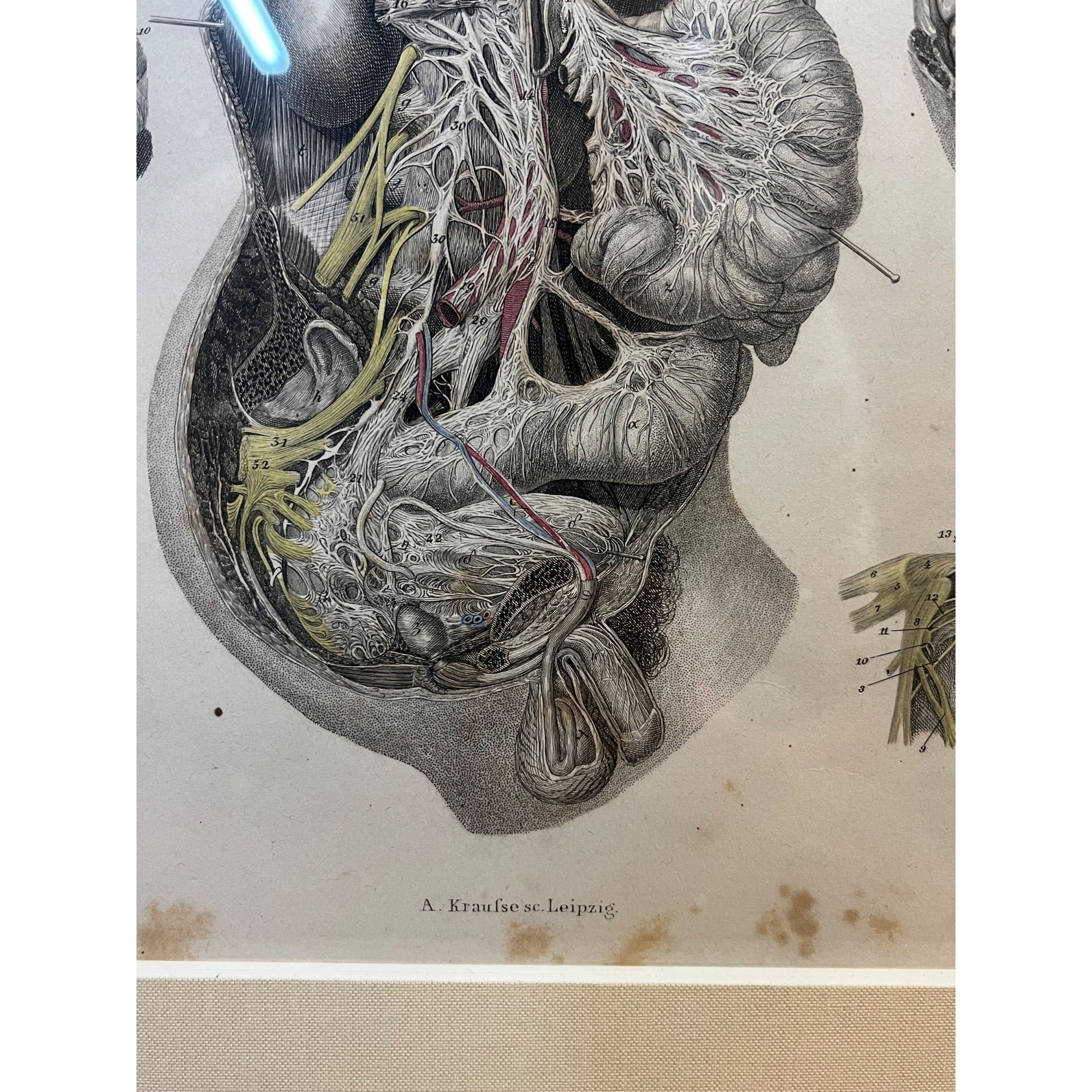 Antique c1870 Hand Colored Human Anatomy Steel Engraving Framed Medical Hirschfield C.E. Bock Atlas
