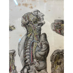 Antique c1870 Hand Colored Human Anatomy Steel Engraving Framed Medical Hirschfield C.E. Bock Atlas