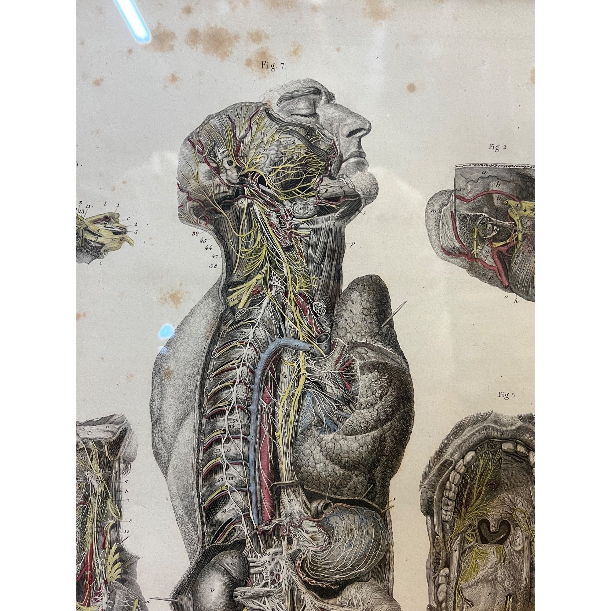 Antique c1870 Hand Colored Human Anatomy Steel Engraving Framed Medical Hirschfield C.E. Bock Atlas