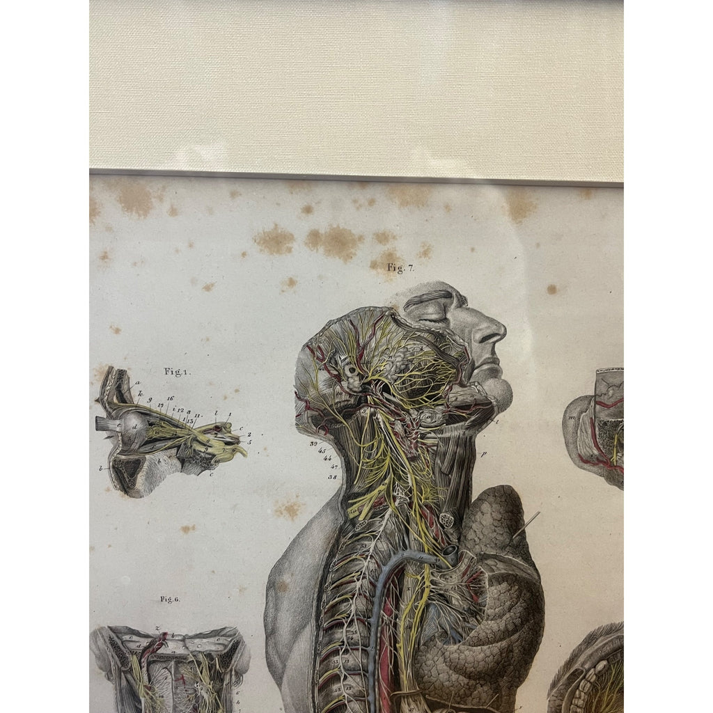 Antique c1870 Hand Colored Human Anatomy Steel Engraving Framed Medical Hirschfield C.E. Bock Atlas